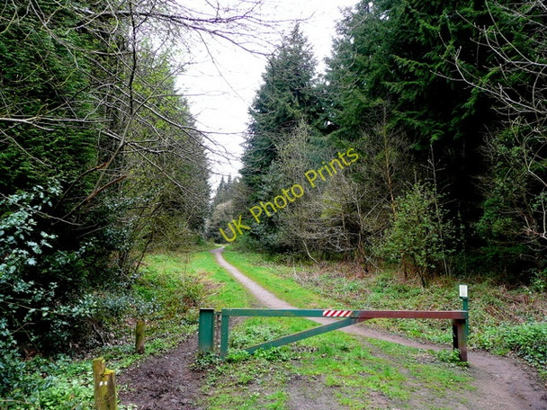 Photo 6"x4" Lea Bailey Inclosures 3 Dancing Green c2009