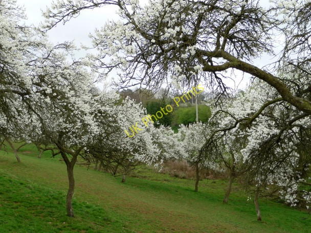 Photo 6"x4" Damson Orchard nr. Bowling Green Farm Elms Green\/SO7266 c2009