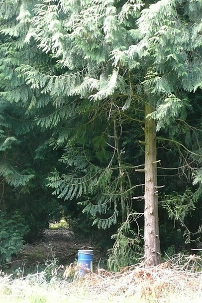 Photo 6"x4" Conifers in Lye Wood Ashampstead c2008