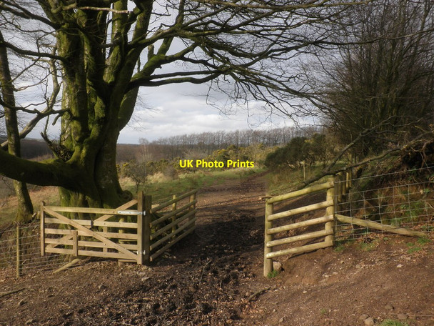 Photo 6"x4" Gateway on Whiterocks Down Hawkridge c2014