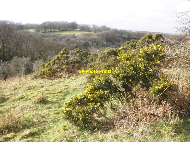 Photo 6"x4" Venford Allotment Hawkridge c2014