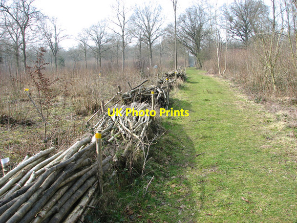 Photo 6"x4" Path in Lower Wood Nature Reserve Ashwellthorpe c2014
