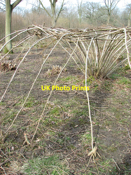 Photo 6"x4" Ash-art in Lower Wood Nature Reserve Ashwellthorpe c2014
