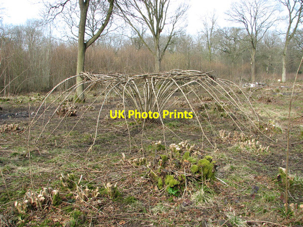 Photo 6"x4" Ash-art in Lower Wood Nature Reserve Ashwellthorpe c2014 P1