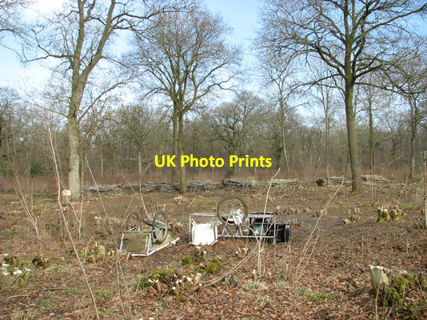 Photo 6"x4" Coppicing in Lower Wood Ashwellthorpe c2014