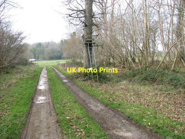 Photo 6"x4" High seat beside track in Lower Wood Ashwellthorpe c2014
