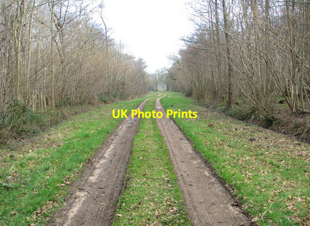Photo 6"x4" Track in Lower Wood Ashwellthorpe c2014