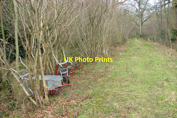 Photo 6"x4" Path through Lower Wood Ashwellthorpe c2014