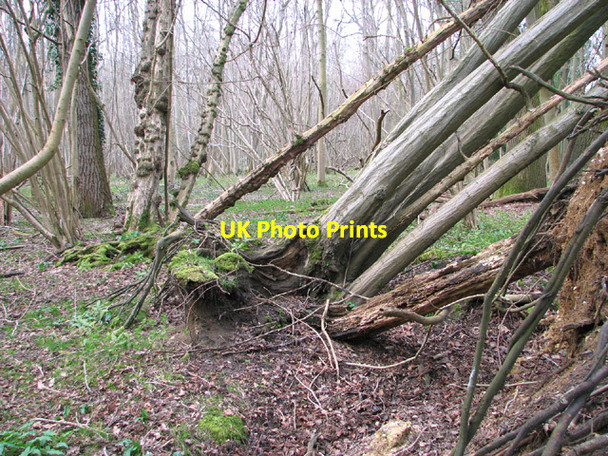 Photo 6"x4" Fallen trees in Lower Wood Ashwellthorpe c2014