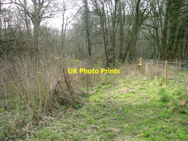 Photo 6"x4" Path into Lower Wood Ashwellthorpe c2014