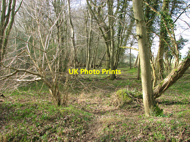 Photo 6"x4" The northern edge of Lower Wood Ashwellthorpe c2014