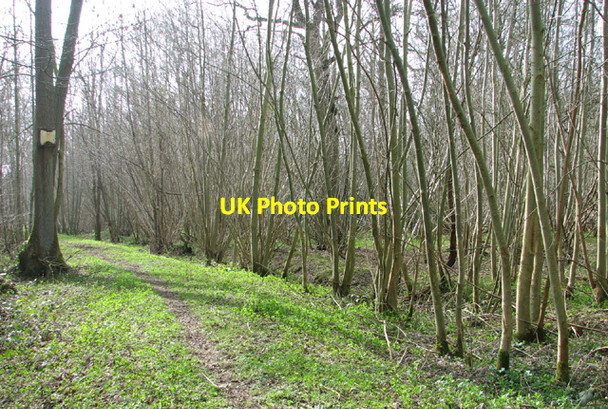 Photo 6"x4" Narrow path in Lower Wood Ashwellthorpe c2014