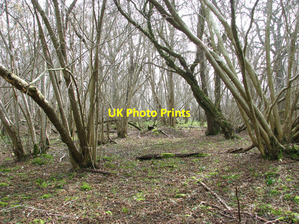 Photo 6"x4" View into Lower Wood from the path Ashwellthorpe c2014