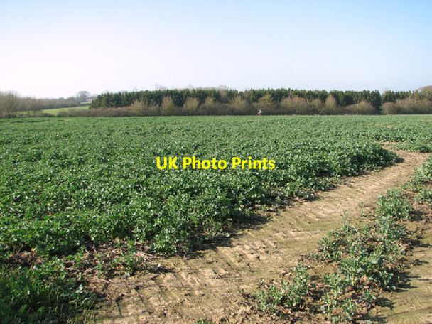 Photo 6"x4" Oilseed rape crop St Michael South Elmham c2014
