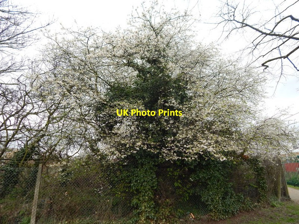 Photo 6"x4" Tree on the edge of Gippeswyk Park Ipswich c2014