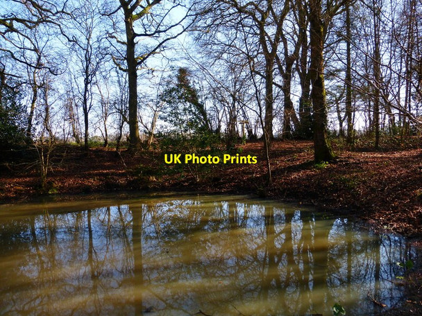 Photo 6"x4" Pond between footpaths in corner of wood Charlwood\/SU6731 c2014