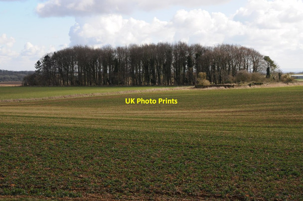 Photo 6"x4" Copse near Tarlton Tarlton c2014