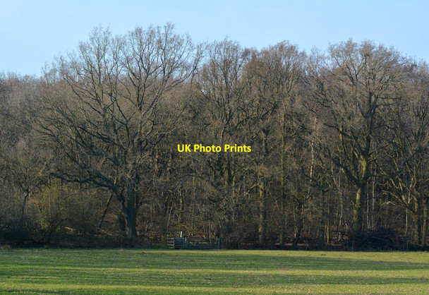 Photo 6"x4" Southern entrance to Pamber Forest, near Pamber Green, Hampshire Court Corner c2014