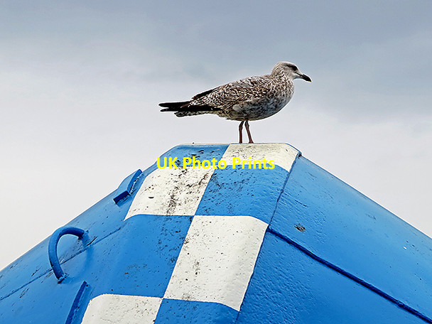 Photo 6"x4" Buoy and seagull Tynemouth c2014