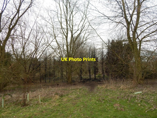 Photo 6"x4" Tree line in Chantry Park Chantry\/TM1443 c2014