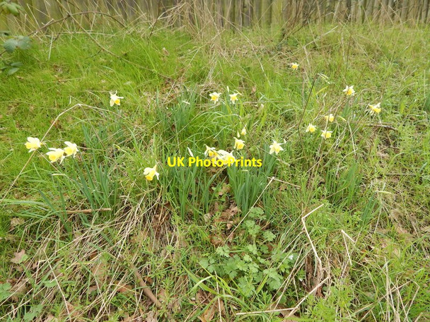 Photo 6"x4" Daffodils on London Road (A1214) Ipswich c2014