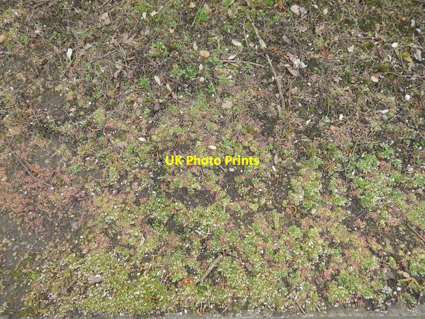 Photo 6"x4" Small plants on London Road (A1214) Ipswich c2014