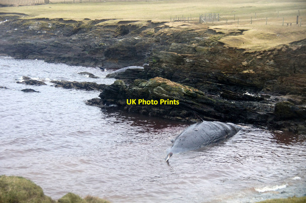 Photo 6"x4" Scolla Wick, Muness Muness c2014 P1