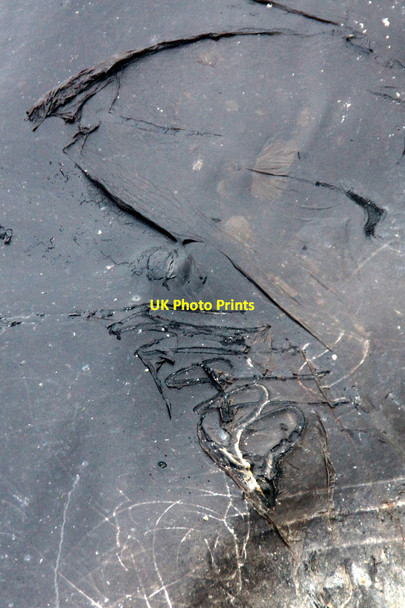 Photo 6"x4" Eye of a whale, Scolla Wick, Muness Muness c2014
