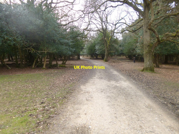 Photo 6"x4" Fritham, forestry road Fritham c2014