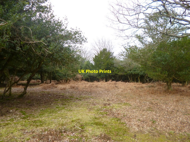 Photo 6"x4" Fritham, woodland Fritham c2014