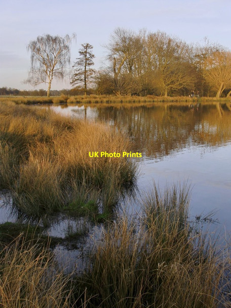 Photo 6"x4" A corner of the Lower Pen Pond, early March Richmond\/TQ1874 c2014