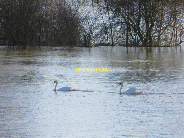 Photo 6"x4" Swanning by Wallingford c2014