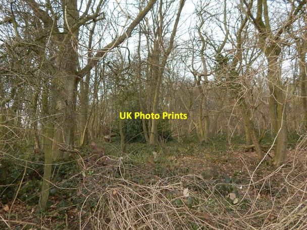 Photo 6"x4" Another Holley tree in Bull's Cross Wood, Round Maple Round Maple c2014