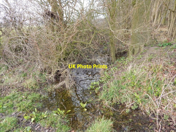 Photo 6"x4" Ditch at the edge of Bull's Cross Wood, Round Maple Round Maple c2014