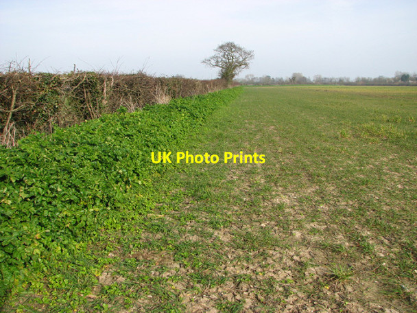 Photo 6"x4" Field boundary hedge in fields south of Glebe Farm Kessingland c2014
