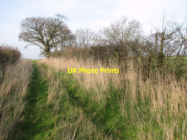 Photo 6"x4" Hedgerow beside the footpath to Glebe Farm Kessingland c2014