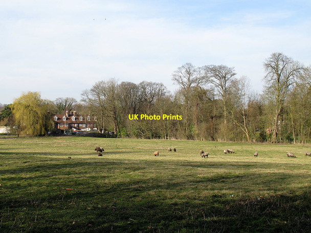 Photo 6"x4" Sheep grazing in St Albans St Albans c2014