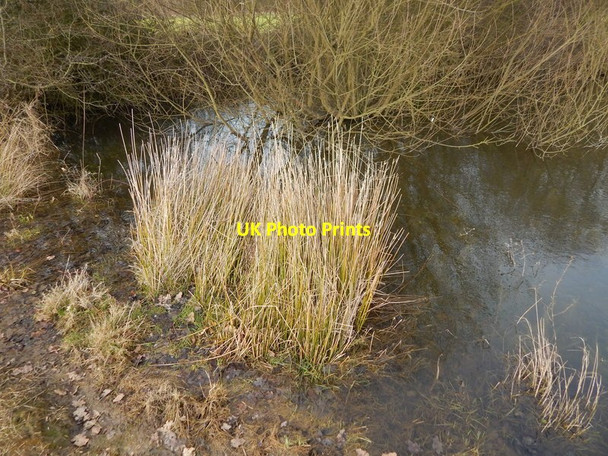 Photo 6"x4" Sedge in pond in Round Maple Round Maple c2014