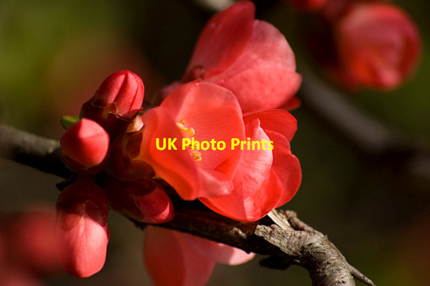 Photo 6"x4" Askew Avenue flora, Hull Hessle\/TA0326 c2014