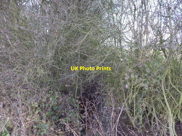 Photo 6"x4" The edge of Langley Wood, Round Maple Round Maple c2014