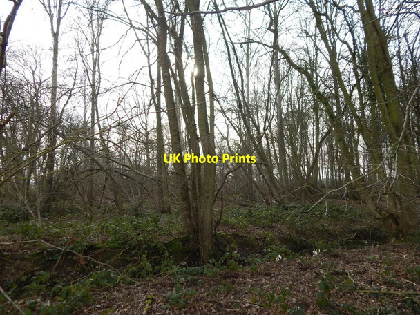 Photo 6"x4" Langley Wood, Round Maple Round Maple c2014