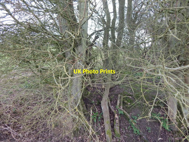 Photo 6"x4" The edge of Langley Wood, Round Maple Round Maple c2014