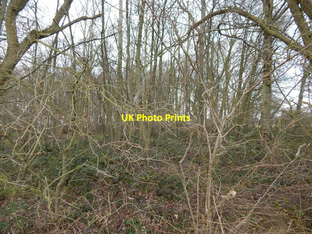 Photo 6"x4" Langley Wood, Round Maple Round Maple c2014