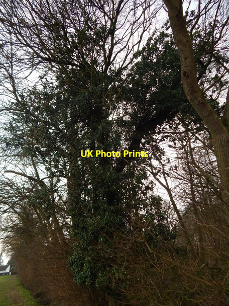Photo 6"x4" Ivy covered tree in Langley Wood, Round Maple Round Maple c2014
