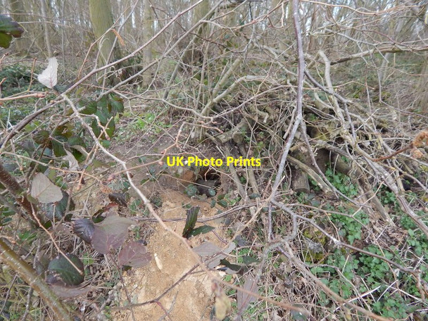 Photo 6"x4" Burrow in Langley Wood, Round Maple Round Maple c2014