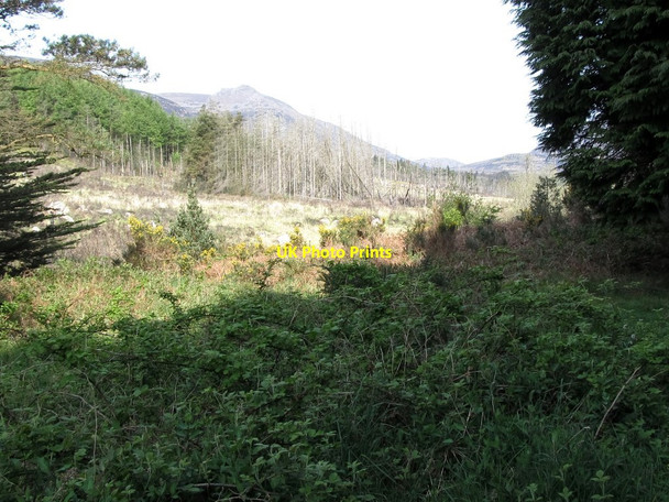 Photo 6"x4" Section of forest burnt in an earlier fire Annalong c2011