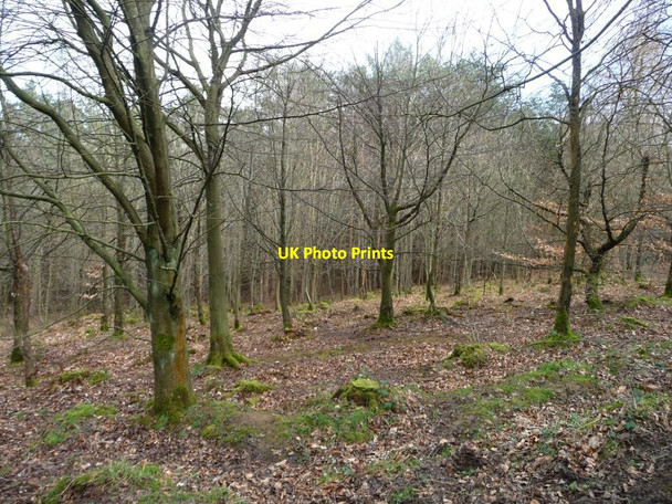 Photo 6"x4" Chevin Forest Park [12] Otley\/SE2045 c2014