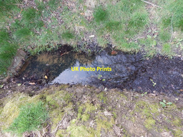 Photo 6"x4" Ditch at Langley Wood, Round Maple Round Maple c2014