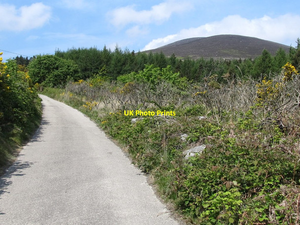 Photo 6"x4" Forestry plantation in the Spences River valley Annalong c2011