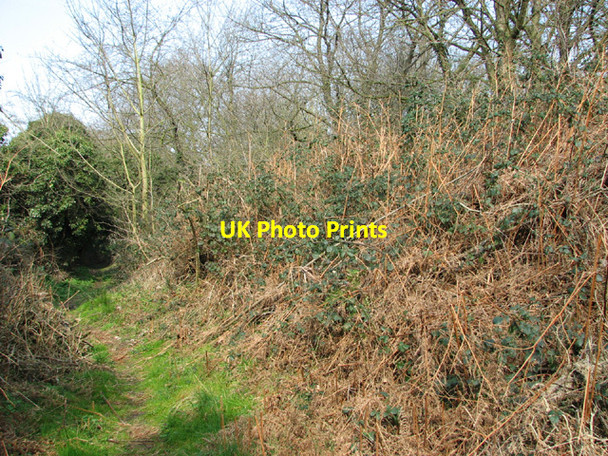 Photo 6"x4" Bracken and brambles beside the footpath Costessey c2014